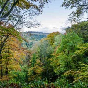 Conserving Deciduous Forests Around the World Image
